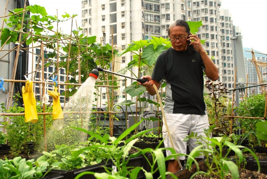 Hortas comunitárias: uma tendência que vem mudando o espaço urbano. foto: reprodução width=