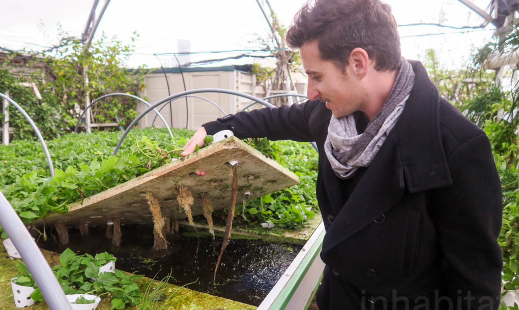 Green-in-the-City-Tel-Aviv-Rooftop-Farm-1-1020x610