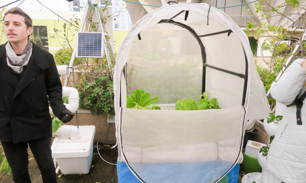 Green-in-the-City-Tel-Aviv-Rooftop-Farm-13-1020x610