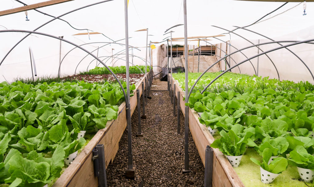 Green-in-the-City-Tel-Aviv-Rooftop-Farm-14-1020x610