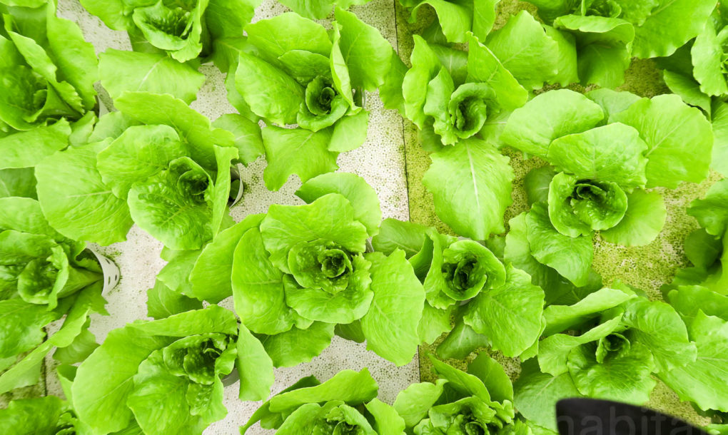 Green-in-the-City-Tel-Aviv-Rooftop-Farm-15-1020x610