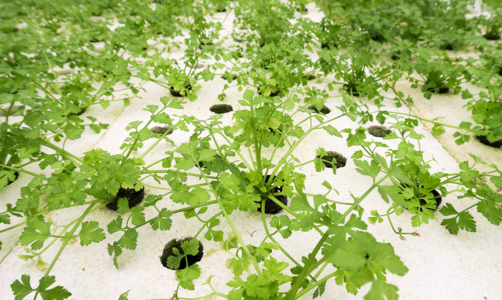 Green-in-the-City-Tel-Aviv-Rooftop-Farm-17-1020x610