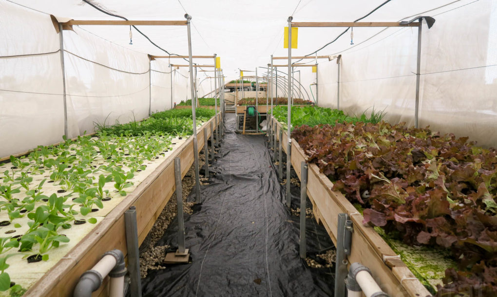 Green-in-the-City-Tel-Aviv-Rooftop-Farm-19-1020x610