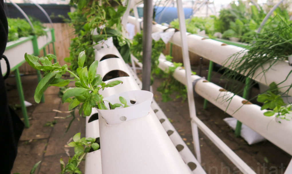 Green-in-the-City-Tel-Aviv-Rooftop-Farm-2-1020x610