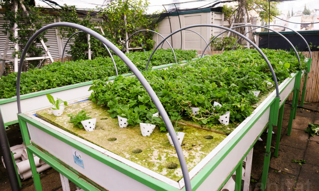 Green-in-the-City-Tel-Aviv-Rooftop-Farm-3-1020x610