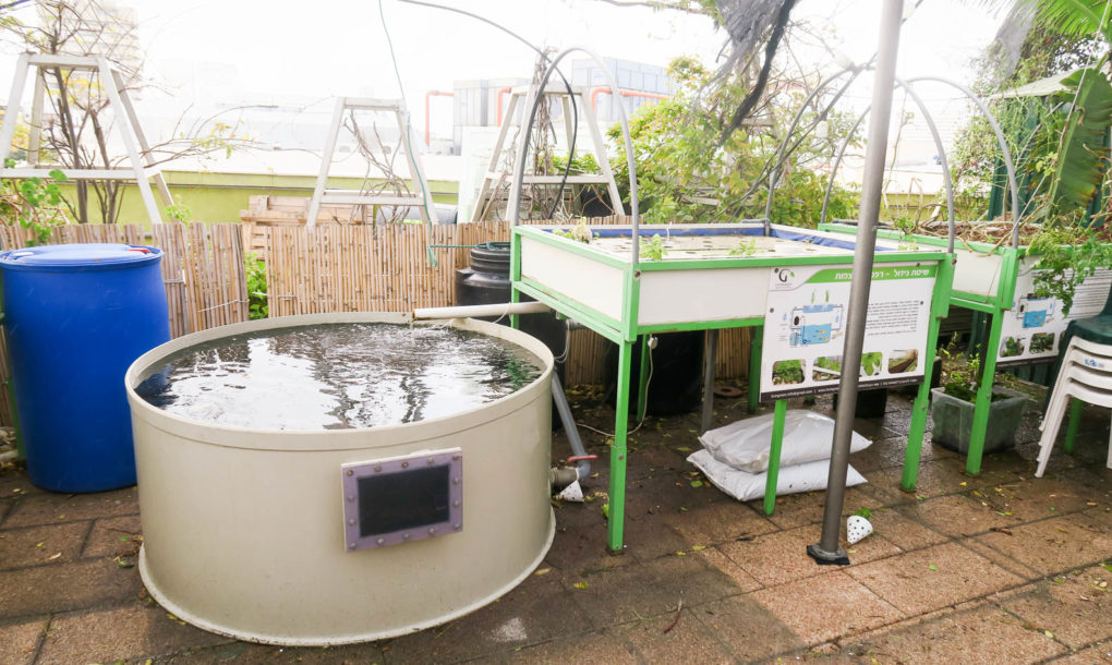 Green-in-the-City-Tel-Aviv-Rooftop-Farm-4-1020x610